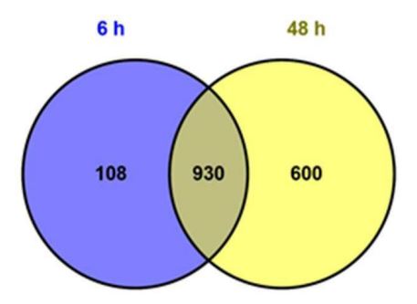이부프로펜 노출에 대응하는 히드라 유전자 및 이를 이용한 수생태계 환경오염과 히드라의 생리 및 대사 변화 진단 방법