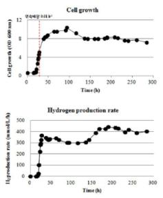 써모코커스 온누리누스 156T-LD2437 균주 및 이를 이용한 연속배양 방식의 바이오 수소 생산방법
