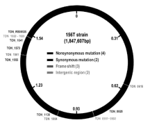 포름산 트랜스포터에서 돌연변이를 가진 써모코코스 온누리에누스WTF-156T및이를이용한수소생산방법