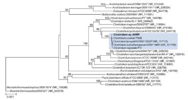 클로스트리디움 속 신균주 AWRP 및 이를 이용한 바이오 알코올의 선택적 생산방법