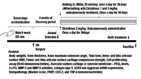 제주 용암 해수를 포함하는 골관절염 예방 또는 치료용 조성물